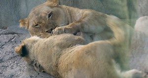 As Zari and her three little lion cubs continue to bond behind the scenes, a lot of folks are asking, "What about Pilipili?," Zari's cub born last March. Pilipili is doing great! Ever since being introduced to the pride last spring, he's had a soft spot for his dad, Jabari, and could often been seen by his side or stalking and pouncing on him. Over the last several months, however, Pili has directed most of his attention to his aunt Hasira who is his new favorite playmate. Here, the two can be s