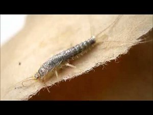 Le poisson d’argent | Un insecte pénible dans une maison | Qui est le poisson d’argent ?