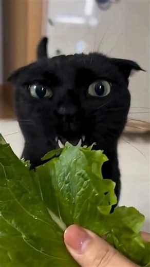 Void the cat eats everything 😂