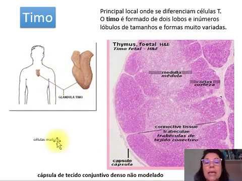 Histologia órgãos linfóides I