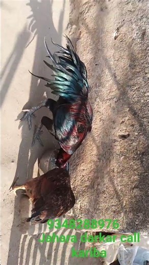 Badal Assel Farming # Pure black skin male available