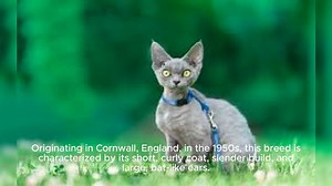 Cornish Rex
