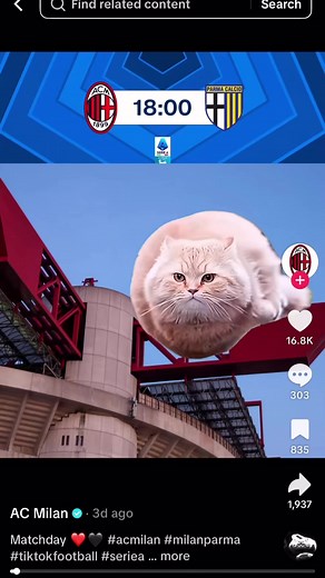 Adorable Spinning Cat Meme Compilation