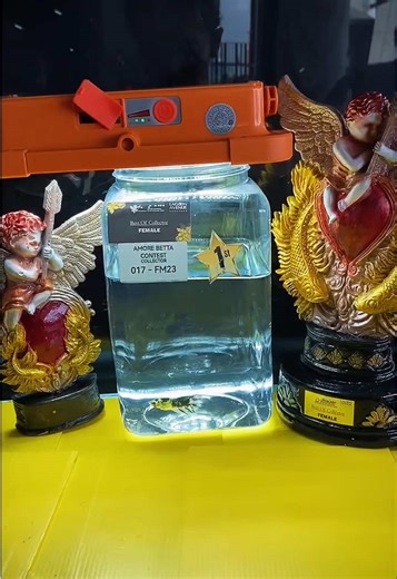 Amore Surabaya 13-14 Feb 2026 💘 🥇- Best of Exotic Female Class Neon 🥇 DTHM Junior Multicolor 🥇 Junior Shortfin Butterfly 🥈Show/Plakat Light Metalic 🥈Neon Other Form Open Thanks for my handler @Acunk Van Holsten Thankyou for your support : @cupangidola @cupang rumahan @Marc Fccp Betta