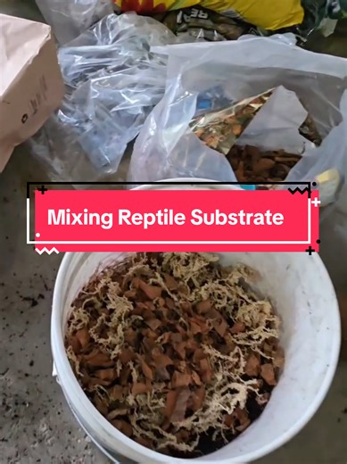 How to Create Bioactive Substrate for Reptiles