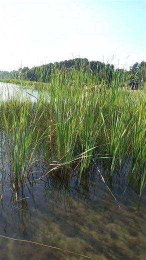 Летний день