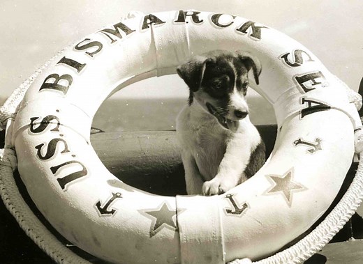 Loyal Forces: American Animals of World War II