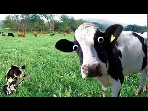 Cow Sound Effect - Royalty Free