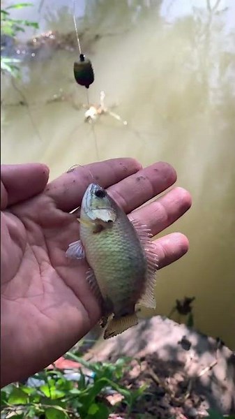 Anabas Testudineus#fishing