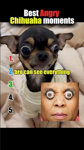 Best angry chihuahua moments 😂😡 #dog #chihuahua #funny