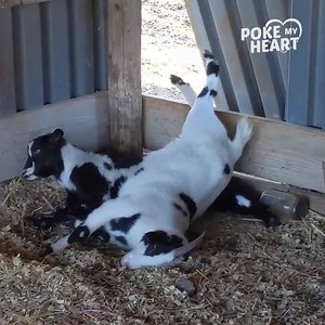 790K views · 3.7K reactions | The goat jumped over the fence! 藍 | Poke My Heart | Facebook