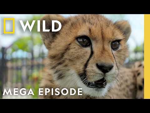 Reindeer Pedicure, Red Pandas, & Baby Giraffes | Secrets of the Zoo | MEGA EPISODE | Nat Geo Animals