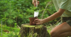 Gentle Hands Giving Life to a New Tree. A person partakes in afforestation, delicately handling a fledgling tree. International Day of Forests.