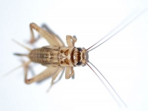 House cricket - Alchetron, The Free Social Encyclopedia