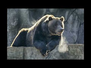 grizzly bear breathing