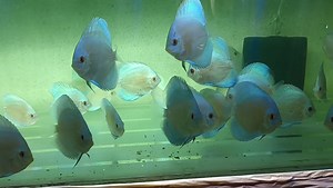 Blue Diamond Discus 😍😍 Stock is here🐠🐬🐟 For More 📱 6290-774415/9836-515451 | Ashok-Aqua
