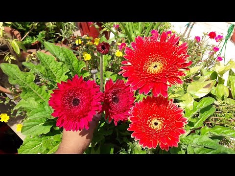 How to Grow Gerbera by Seeds || Easy Way to Grow Gerbera Plant by Seeds