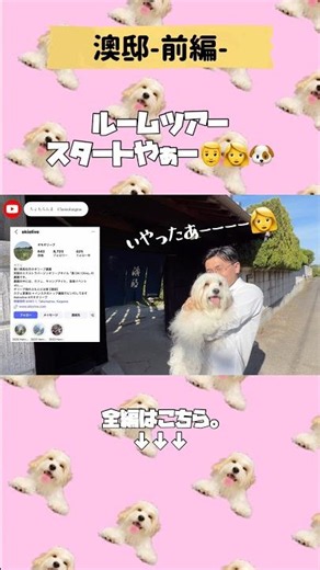 【切り抜き】【一日一組限定】四国にある隠れ家宿をルームツアー🐶 #shorts #澳邸 #四国旅行 #香川旅行 #犬連れ旅行 #ルームツアー #愛犬 #キャバション #ちょもらんま