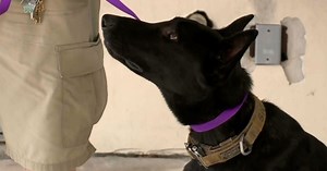 New law to protect animals from abusers now in effect in Florida