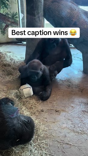 Funny Gorilla Videos at the Zoo - Hilarious Animal Encounters!