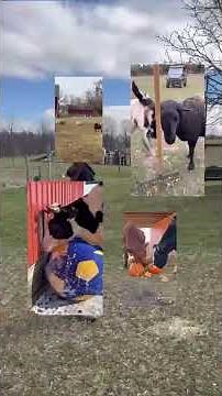 SASHA Farm Animal Sanctuary