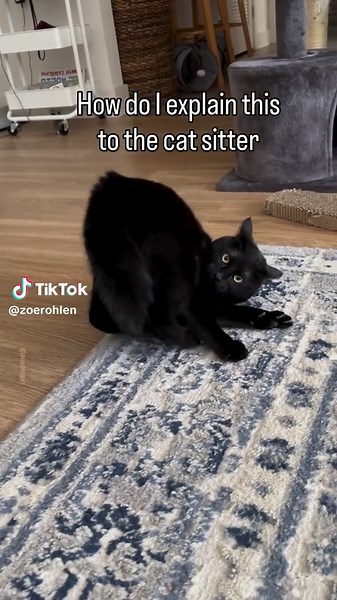 Hilarious Cat Moments That Will Make You Laugh