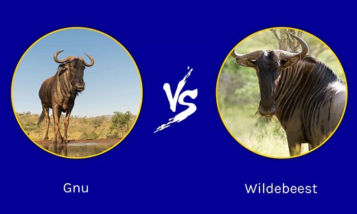Gnu vs. Wildebeest: Is There a Difference?