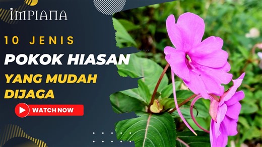 10 Jenis Pokok Hiasan Yang Mudah Dijaga