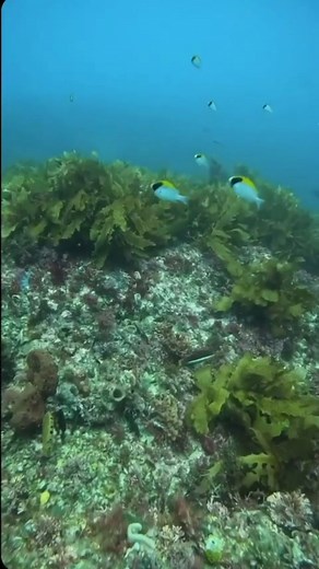 🤿 Magical underwater moments captured by (IG) oliviapajer. Escape into a world of tranquility and wonder as you float above the breathtaking coral reefs of Rottnest Island. Step right in and glide beneath the surface to witness a mesmerising array of tropical fish, friendly stingrays, coral, and shipwrecks. | Rottnest Island, Western Australia