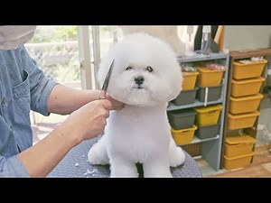 I love your round curly afro hair! (Bichon Frise puppy Grooming)
