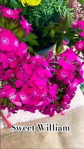 Sweet William / Dianthus arbatus🌿Beautiful Garden Flower”🌸🌿💕 #flowers #garden#beautyflowers