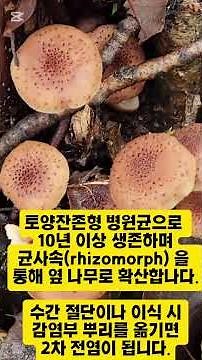 Tree Doctor's Notes, Tree Pathology, Armillaria Root Rot (Mulberry Mushroom) #Tree Doctor Yoon Ju...