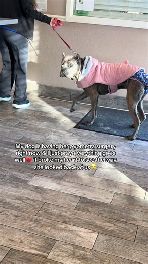 Understanding Pyometra in Dogs: An Urgent Awareness