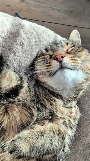 Misti Koh on Instagram: "A little nap after eating all those treats 😸😻🎁😻😸 Happy Friday 🌞 #cat #reels #asmr #sweet #viral"