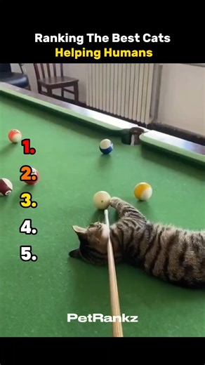 Ranking the Best Cats Helping Humans 😂😁