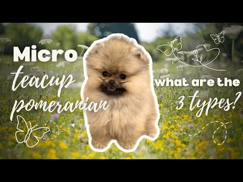 Micro Teacup Pomeranians - What are the 3 types?