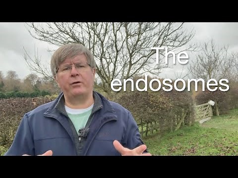 Understanding Endosomes: The Cell's Sorting House | Quick Science Explanation