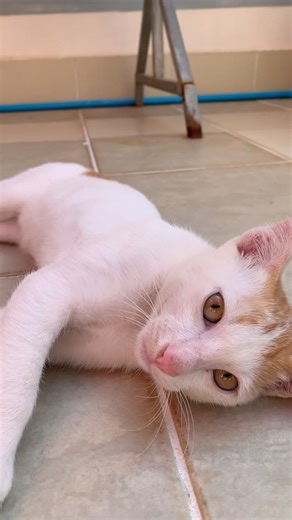 You Won't Believe How This Cat Cleans Itself!