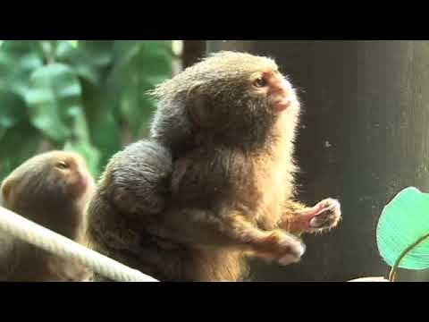 Tiny Twins: Baby Pygmy Marmosets