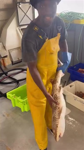 Discover the Bouki: A Unique Apothicaire for Amphibians