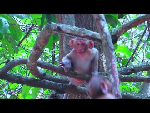 #entertaininganimals #babyanimal #wildlife #animallife #wildlife #animallife