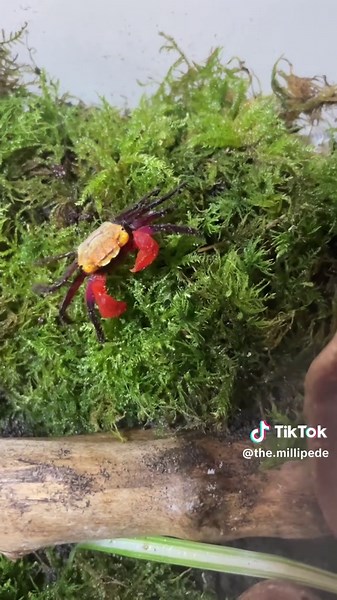 Rainbow Vampire Crabs: New Enclosure Tour