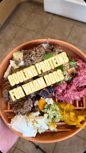 TCVM or Traditional Chinese Veterinary Medicine is an Ancient Practice that uses the intake of food and its Energetics to actively heal and treat animals. In short we decided to add some more NEUTRAL & COOLING proteins to our French Bulldog Smoothie’s DIET. IKIGAI … Find Your Purpose Please Like, Share and Follow for more CONTENT @ikigai_flawless_iramaj #frenchbulldog #frenchie #fyp #explorepage #rawfeddog #frenchies #dogs #asmr #dogasmr #ikigai #rawdiet #rawfeeding #bully #tcvm | Jamari D Harri