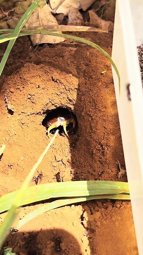 Alien fire ants VS Centipede skills #usareels #unitedkingdom #babygirl #viralchallenge #newyork #UnitedStates | Re Chizin