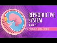 Reproductive System, part 4 - Pregnancy & Development ( Video ) | Biology