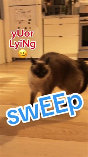 Why you don't SWEEP at night! #bagagwa #catsoftiktok #september #livecanbeeasy #cats