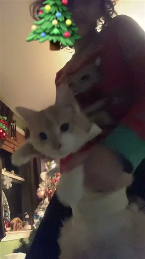 Mistletoe~ #christmas #cat #kitten #cutecat #cute #funny #fypシ #kitty #pets #dance