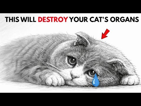 Vets Are Begging: This One Mistake Is Destroying Your Cat's Organs
