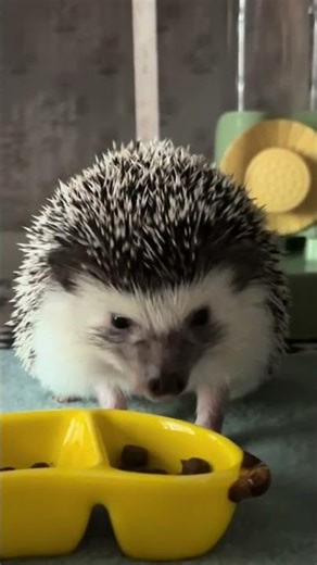 Cute Hedgehog Eating – Relaxing ASMR Sounds 🦔🥕 | Satisfying Animal Video #Shorts