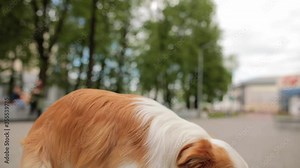 Close up portrait dog is holding burger on its nose in park. Border collie does the trick. Concept idea for food advertising